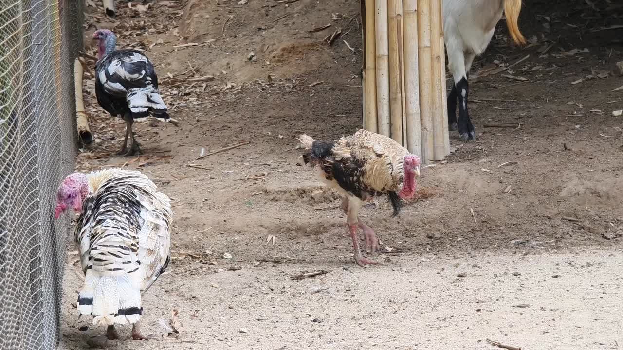 pavos y cabras en recinto