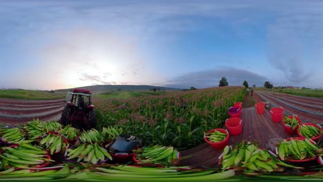 360-Vr-Traktor,-Der-Kurz-Vor-Sonnenaufgang-Einen-Mit-Mais-Beladenen-Flachlader-Durch-Ein-Feld-Zieht