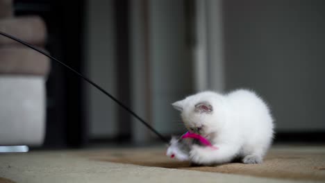 cute cat playing with toy. fluffy kitten catching toy with feathers