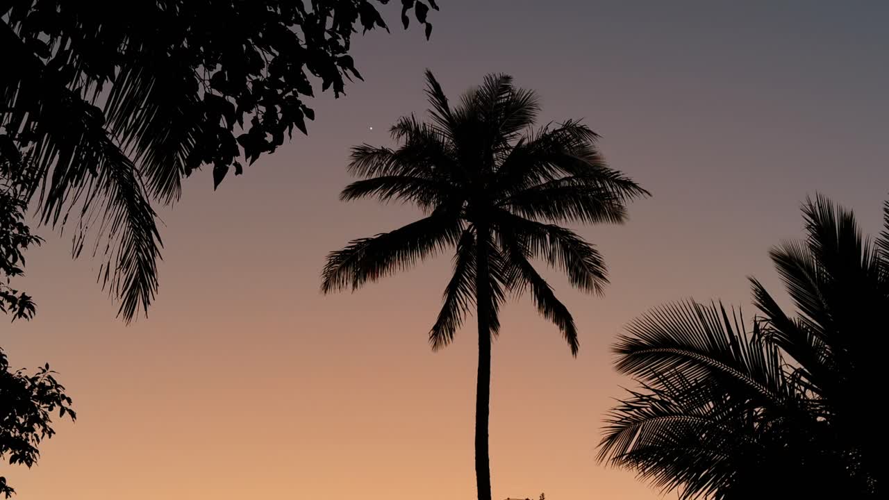 Admire the tranquil beauty of silhouetted palm trees against a vibrant sunset, capturing the peaceful essence of a tropical evening in stunning detail.