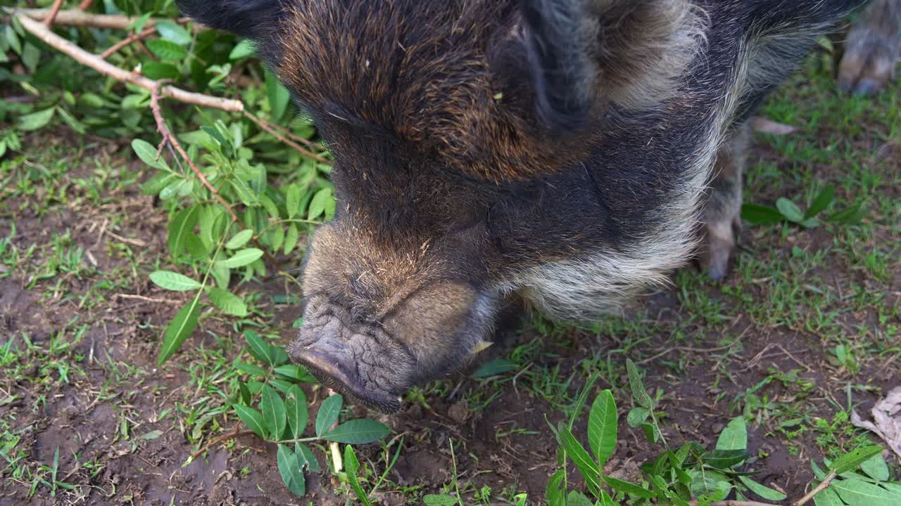 Close-up of a pig's head foraging on the ground