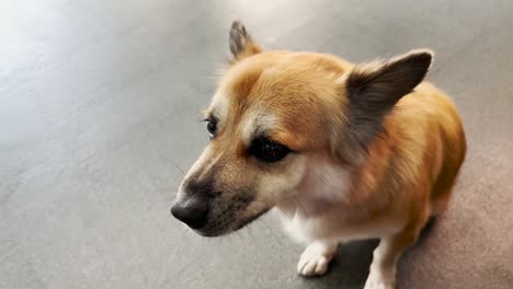 owner giving cute dog crunchy treat snack as reward