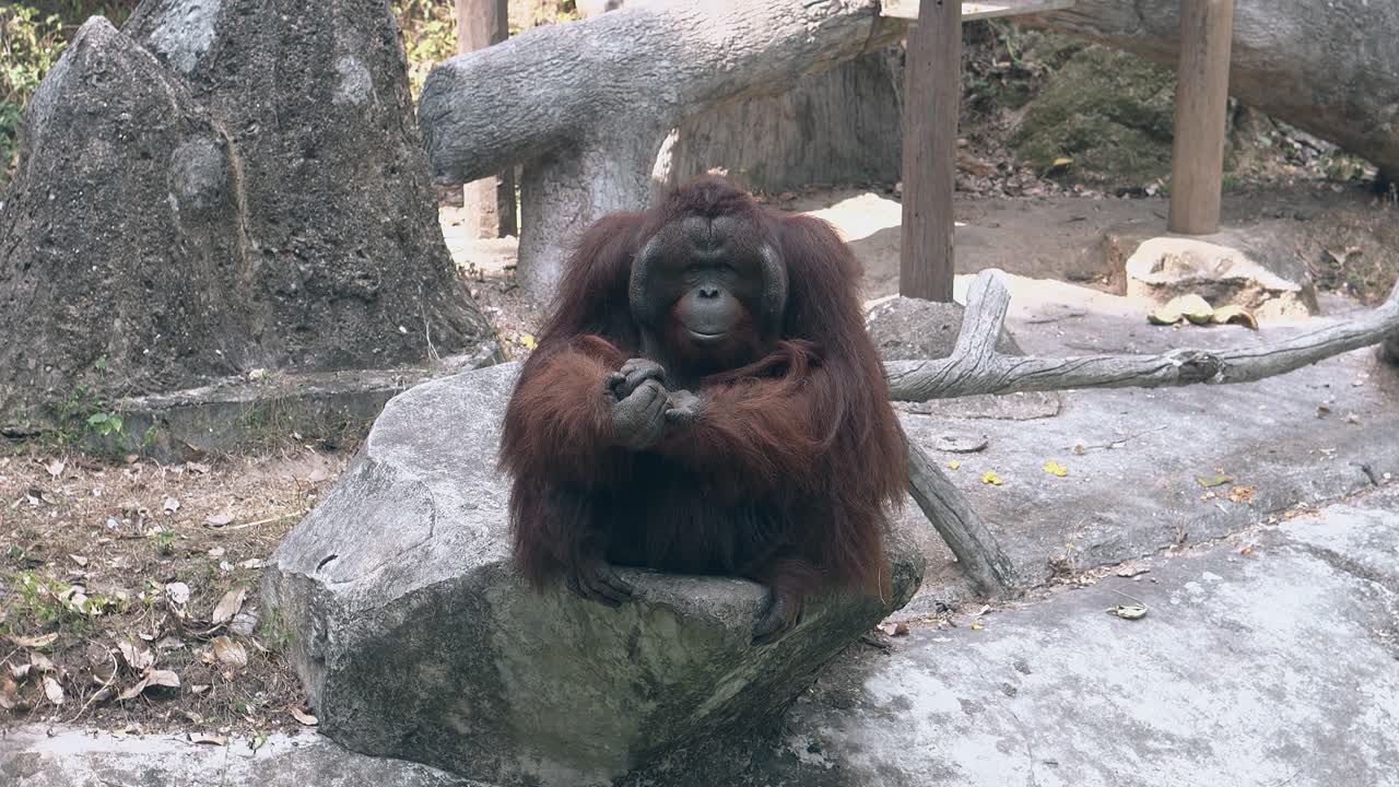 un orangután tranquilo con una larga piel marrón se sienta en una gran roca gris