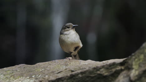 close up on small bird standing on one leg with waterfall in background