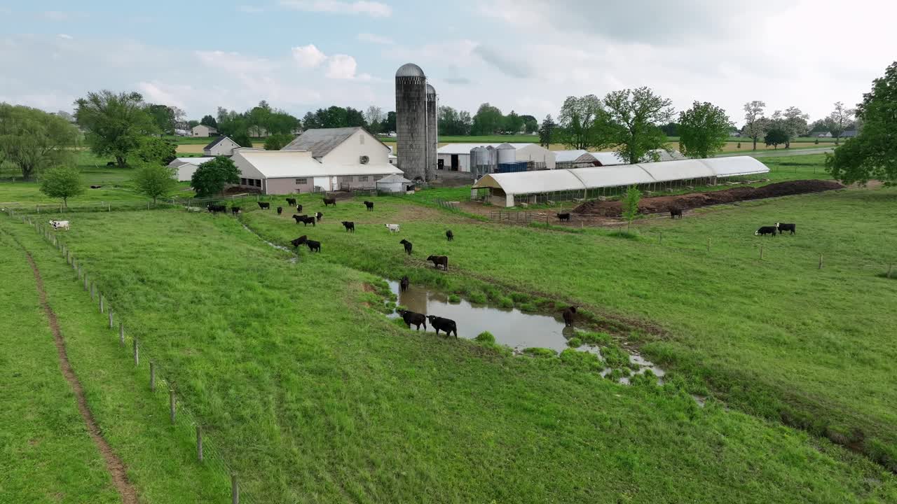 Aerial view of American farm with grazing cattle, silo and barns. Lush green pastures and serene pond create a peaceful rural setting, capturing the essence of agricultural life. Pennsylvania, USA.