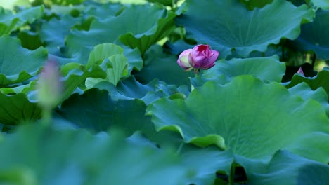 beautiful pink lotus flower with green leaves in pond