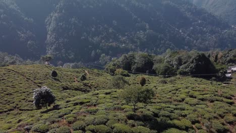 drone shot of tea garden in darjeeling and mountain range in background, sunny morning in hills, slow reveal shot