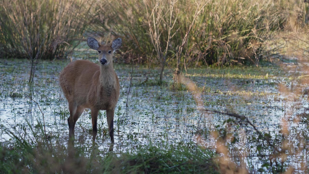 Il cervo delle paludi Blastocerus dichotomus è in allerta in acque paludose poco profonde, circondato da alte canne in una giornata tranquilla in Argentina