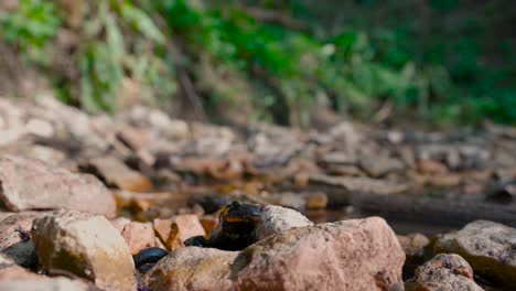 Salamandra-De-Fuego-De-Cerca-Salamandra-Europea-Manchada-Amarilla-Negra