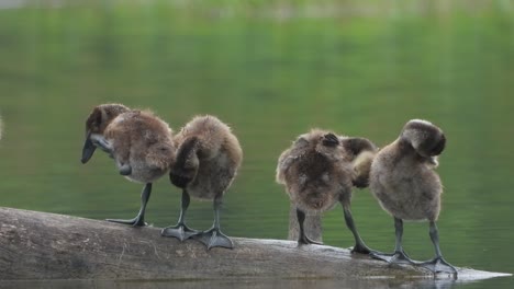 whistling duck - chicks - pond - relax