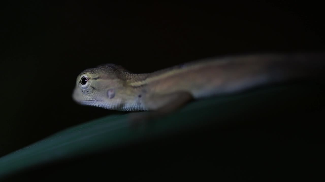 동양 정원 도마뱀은 동부 정원 도마뱀, 흡혈귀 및 변경 가능한 도마뱀이라고도합니다.