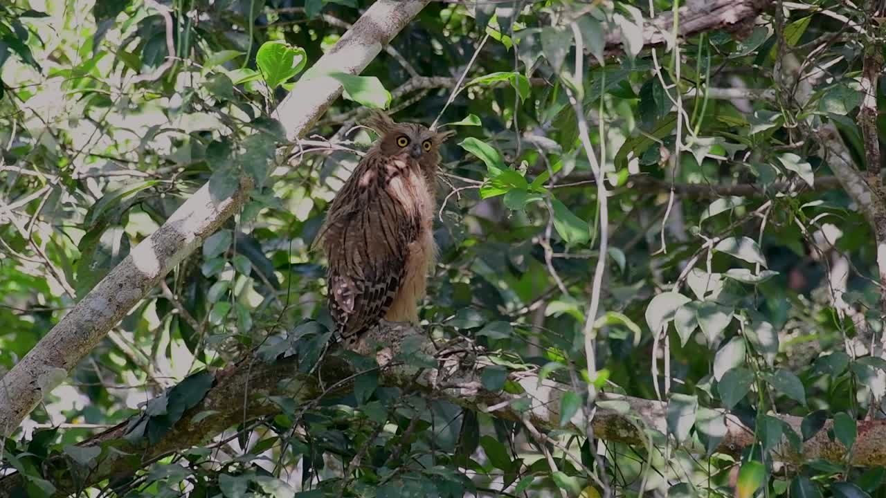부엉이는 큰 부엉이이지만 4마리의 부엉이 중 가장 작다.