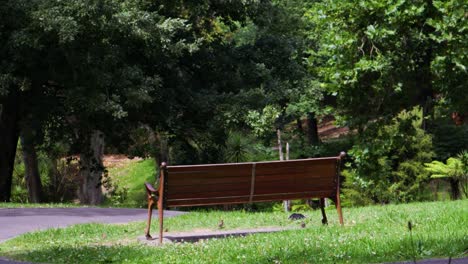 A-fixed-shot-of-a-bench-in-a-park-with-strong-wind-and-some-birds-flying-around-on-a-clear-and-windy-day-in-the-city-of-Auckland,-New-Zealand