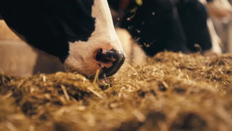 several cows chew on hay inside a sunlit barn, captured from a low angle in natural lighting