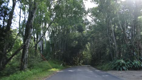 a peaceful drive through lush, green forest