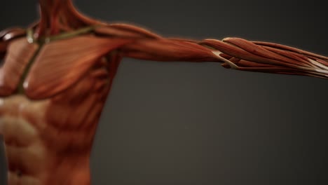 muscular system of human body animation