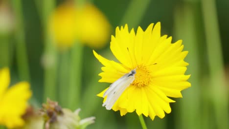 Cabbage-White-Pieris-Rapae-butterfly-on-yellow-tickseed-flower---macro