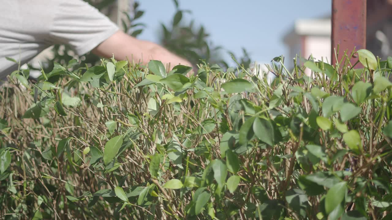 Person trimming a green hedge in a garden