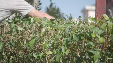 person trimming a green hedge in a garden