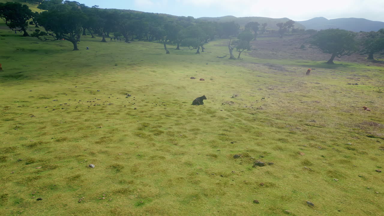 Pasture with livestock and trees