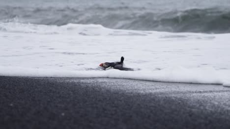 Injured-Common-Atlantic-Puffin-bird-struggling-to-get-ashore-in-waves