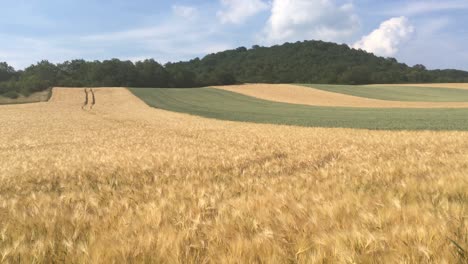 harvest time