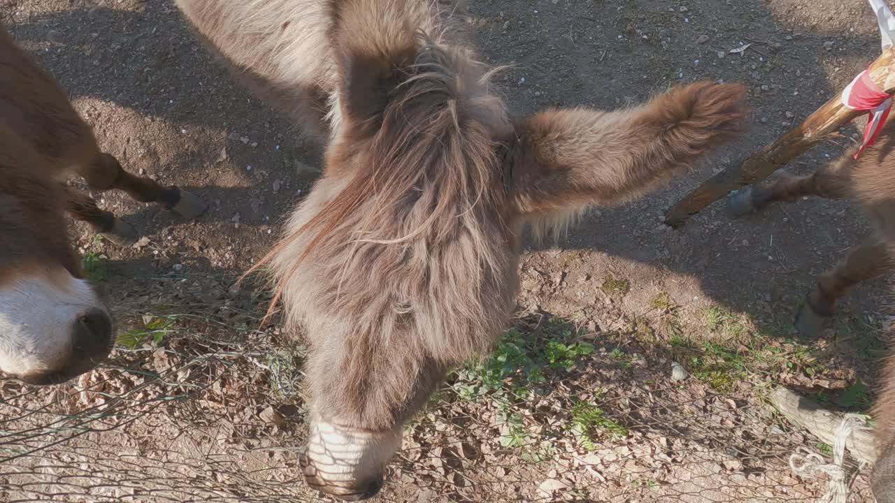 burros peludos curiosos y divertidos miran cerca de la valla