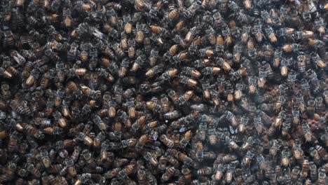 una colonia de abejas melíferas dentro de una colmena comercial, utilizada para la apicultura