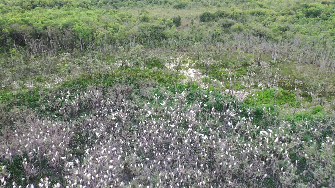 vista de drones de bandadas de garzas en dormitorios, pájaros, animales salvajes