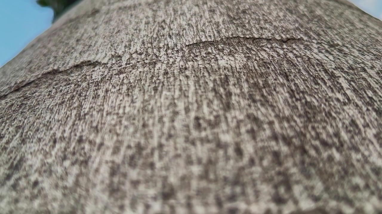 Lenta carrellata che si muove verso l'alto lungo il tronco di una palma, evidenziando i motivi naturali della texture della corteccia e i dettagli verticali sotto una chioma tropicale e un cielo azzurro.