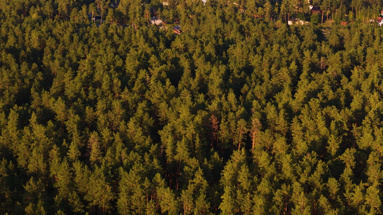Dense Forest Trees In Warm Sunlight On Shore Of Langstini Lake Near Riga In Latvia. aerial pullback, tilt-up shot