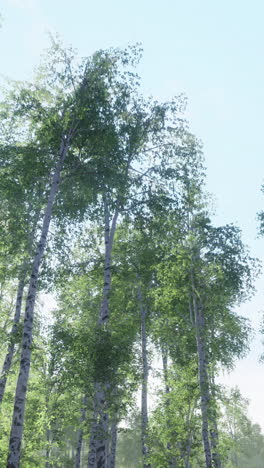 bosque de abedul