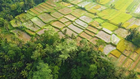 Increíbles-Filmaciones-Cinematográficas-De-Ubud,-Bali-Drone-Con-Exótica-Terraza-De-Arroz,-Pequeñas-Granjas-Y-Plantaciones-Agroforestales