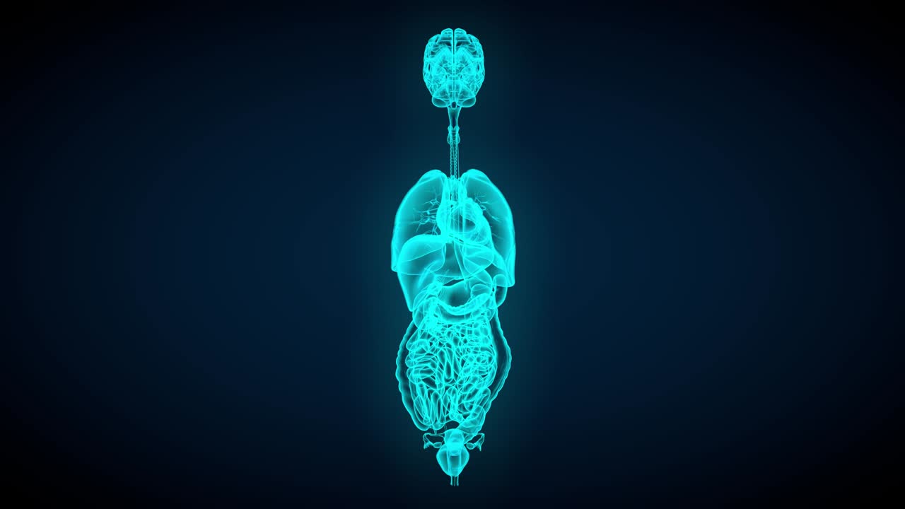escaneo de rayos x de órganos femeninos - girando sobre un fondo oscuro - concepto de anatomía y fisiología, 4k 60fps uhd animación de bucle sin costuras en 3d