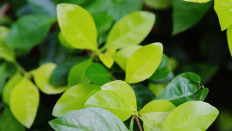 de hojas de plantas en invernadero
