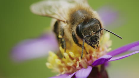 closeup bee resting on flower in nature, macro wildlife