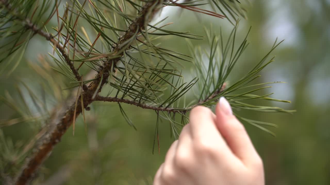 A woman's hands caress the pine tree's branches.