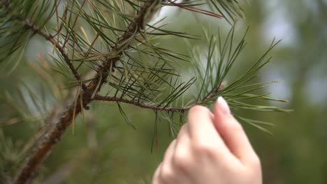 les mains d'une femme caressent les branches du pin.