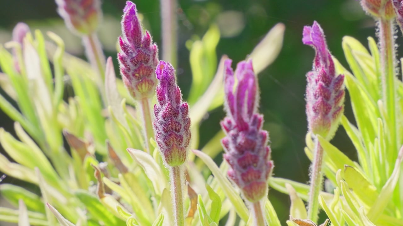 Lavendelblomster svaier forsiktig i en solfylt hage. Lilla knopper står høyt mot grønne blader. Mykt fokusert bakgrunn fremhever blomsterdetaljer. Ideell for velvære-, natur- eller botaniske temaer