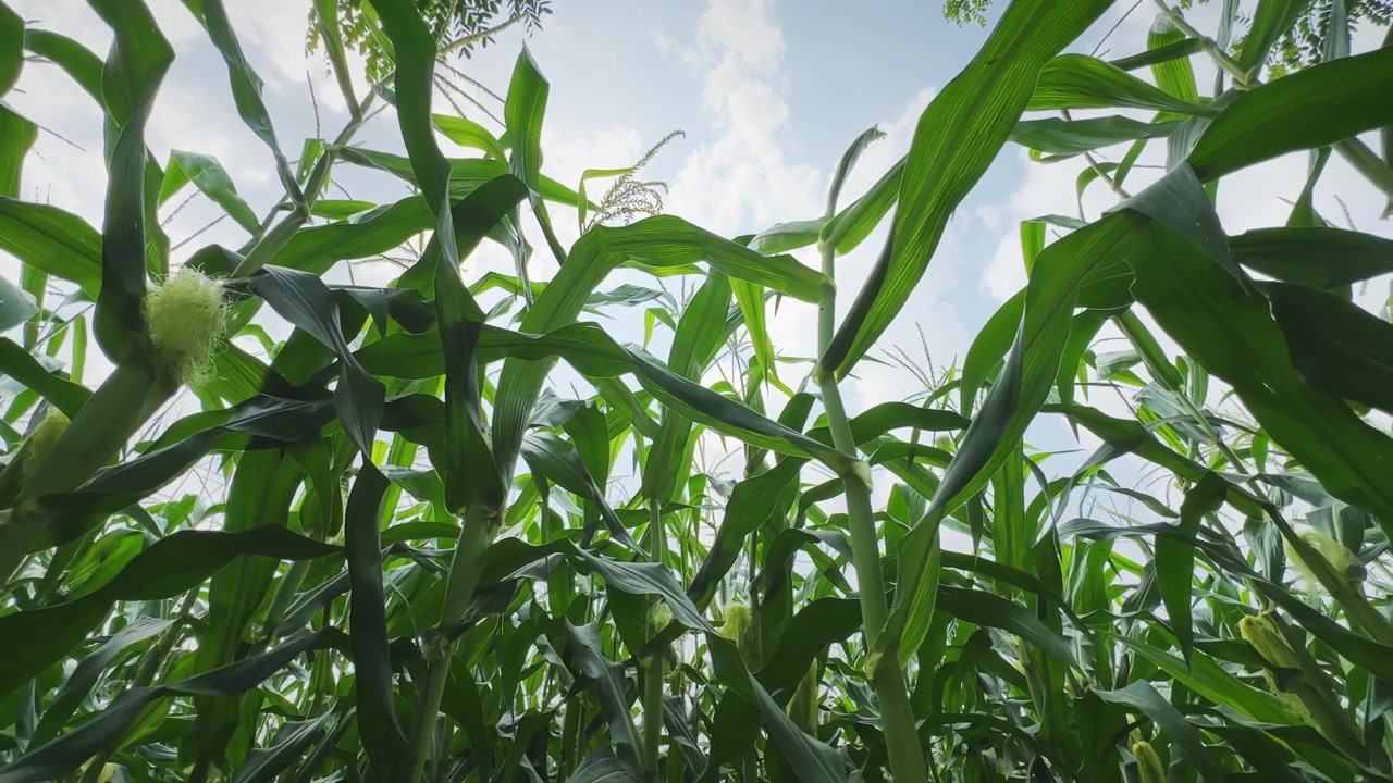 Low angle wide view of healthy maize plants with developing corn cobs and fresh silk growing in an agricultural field beneath a bright blue sky with scattered clouds