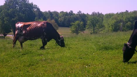 Holstein-Cows-grazing-on-green-pasture-at-Smiley-Hill-Farrm-Westbrook,-Maine