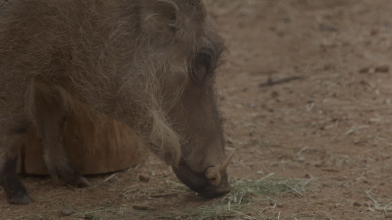 cerdo avestruz comiendo del suelo en cámara lenta