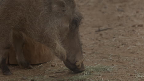 Warzenschwein-Frisst-Vom-Boden-In-Zeitlupe