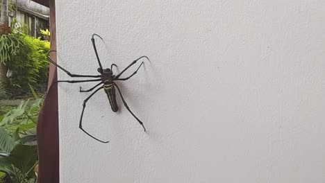 giant-golden-orb-spider-climbing-up-a-wall