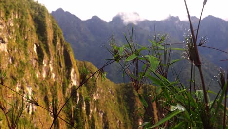 hermosa vista de gotas de rocío en una planta con montañas en segundo plano.