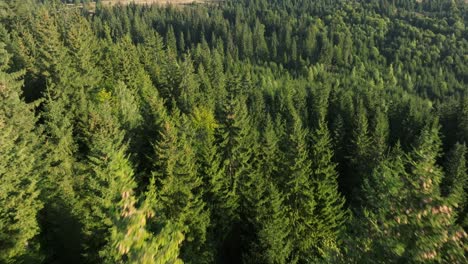 vista aérea de un bosque verde y exuberante