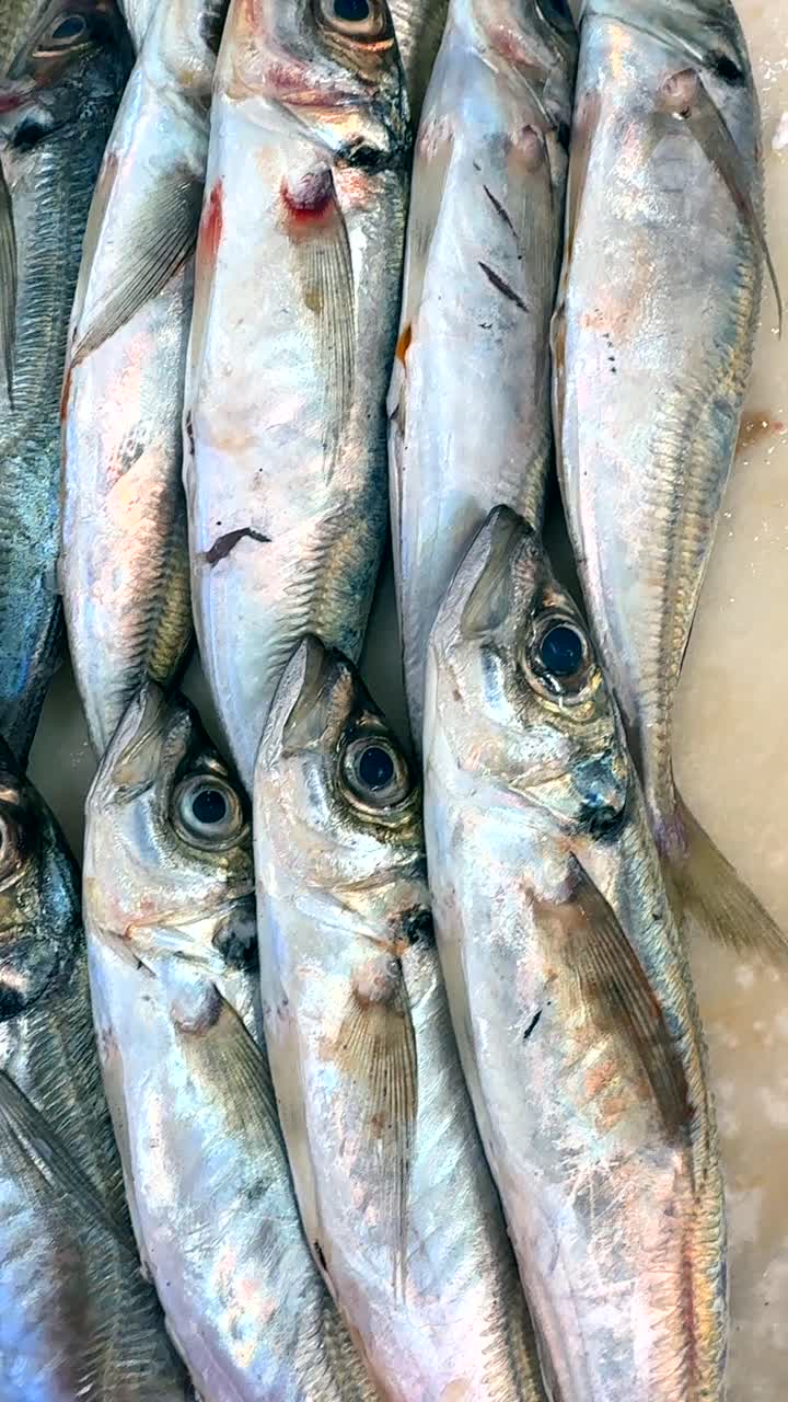 Freshly caught jack mackerel at a market