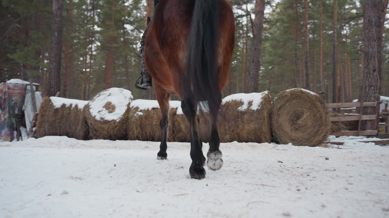 Jinete sereno montando un caballo tranquilo en una granja gélida; jinete sereno guiando al caballo por una zona rural cubierta de nieve; escena apacible de un jinete estabilizando al caballo en medio de un entorno invernal con heno