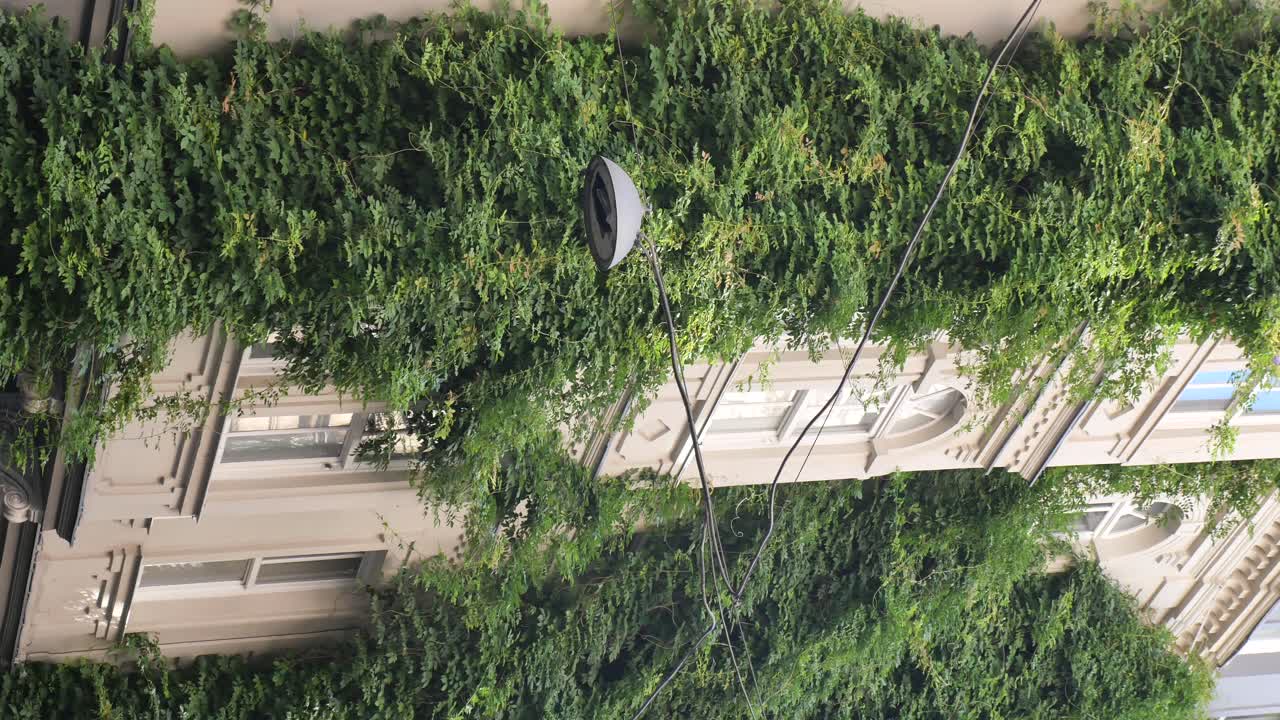 Building covered in ivy