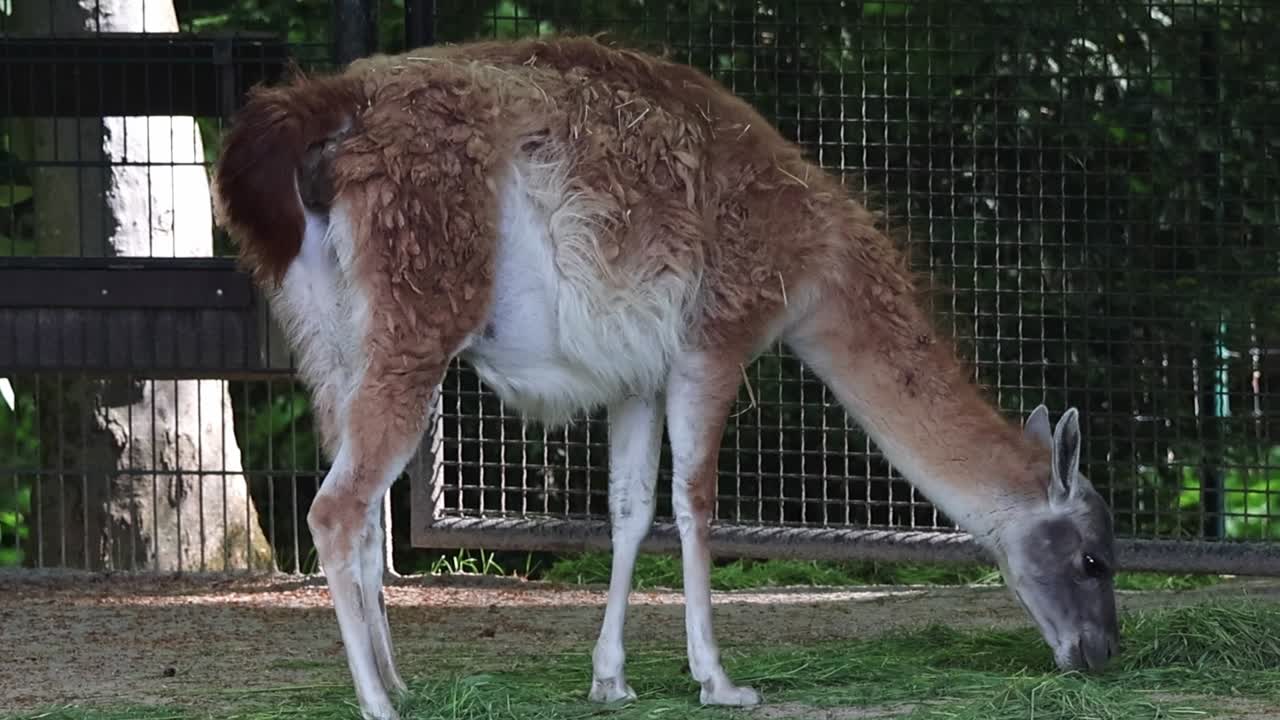 Guanaco che mangia erba verde all'interno di un recinto di zoo all'aperto con recinzione metallica.